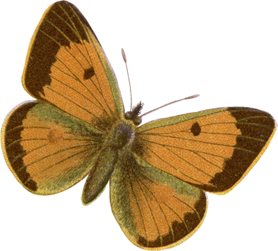 A vintage orange butterfly illustration